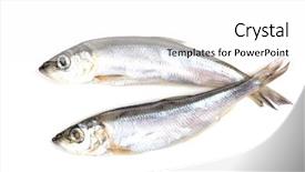  Presentation with top view of fresh fish - Cool new presentation theme with marine aquaculture - fresh fish isolated on white backdrop and a white colored foreground