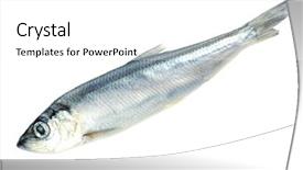  Presentation with aquaculture - Beautiful presentation theme featuring marine aquaculture - fresh fish isolated on white backdrop and a white colored foreground