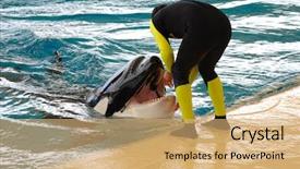  Presentation with killer whale - Beautiful presentation theme featuring marine aquariums - man and killer whale backdrop and a coral colored foreground