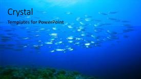  Presentation with marine - Audience pleasing PPT theme consisting of marine aquariums - school of striped mackerel rastrelliger backdrop and a light gray colored foreground