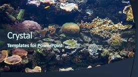  Presentation with marine - Colorful presentation theme enhanced with marine aquariums - undersea world backdrop and a ocean colored foreground