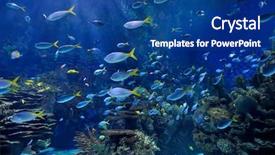  Presentation with fishes - Theme featuring marine aquariums - underwater image of tropical fishes background and a ocean colored foreground