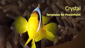 Presentation with biology - Colorful PPT theme enhanced with marine biology - anemone fish in front backdrop and a wine colored foreground