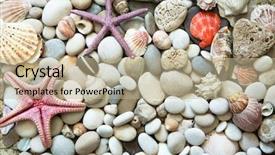  Presentation with sea shells - PPT layouts enhanced with marine biology - background of sea shells background and a mint green colored foreground