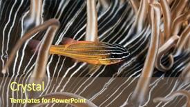  Presentation with marine - Slides consisting of marine biology - cardinalfish in anemone background and a tawny brown colored foreground