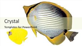  Presentation with biology - Audience pleasing PPT theme consisting of marine biology - colorful fishes isolated on white backdrop and a  colored foreground