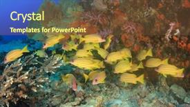 Presentation with sea coral - Amazing theme having marine biology - coral and fish in sea backdrop and a tawny brown colored foreground
