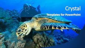  Presentation with sea coral - Audience pleasing presentation theme consisting of marine biology - hawksbill sea turtle feeds backdrop and a teal colored foreground