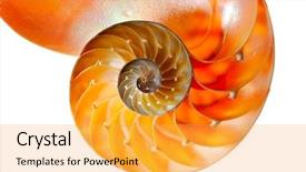  Presentation with biology - PPT theme featuring marine biology - nautilus shell section against white background and a yellow colored foreground