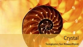  Presentation with outsourced based section - Slides having marine biology - nautilus shell section as background background and a gold colored foreground