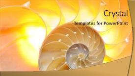  Presentation with shell - Presentation theme having marine biology - nautilus shell section background and a yellow colored foreground