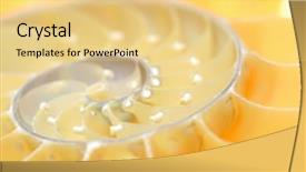  Presentation with shell - Presentation theme having marine biology - nautilus shell section background and a yellow colored foreground