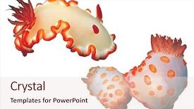  Presentation with pair - Presentation theme enhanced with marine biology - pair of nudibranches isolated background and a sky blue colored foreground