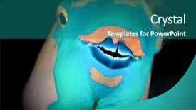  Presentation with parrot - Audience pleasing presentation theme consisting of marine biology - parrot fish looking at camera backdrop and a ocean colored foreground