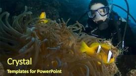  Presentation with biology - Colorful theme enhanced with marine biology - scuba diver and anemonefish backdrop and a tawny brown colored foreground