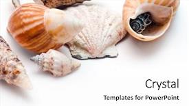 Presentation with sea shells - Audience pleasing slide deck consisting of marine biology - sea shells isolated on white backdrop and a white colored foreground