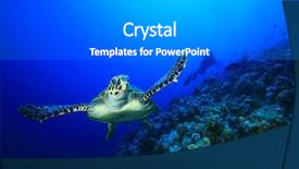  Presentation with turtle - Presentation theme enhanced with marine biology - sea turtle and scuba diver background and a gray colored foreground