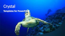  Presentation with turtle - Amazing PPT theme having marine biology - sea turtle and scuba diver backdrop and a dark gray colored foreground