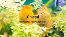  Presentation with discus fish - Audience pleasing slide set consisting of marine biology coral - golden discus pompadour fish backdrop and a yellow colored foreground