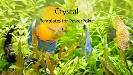  Presentation with discus fish - Slide set enhanced with marine biology coral - golden discus pompadour fish background and a yellow colored foreground