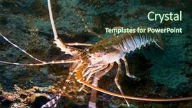  Presentation with biology - Cool new presentation with marine biology coral - lobster on the seabed backdrop and a tawny brown colored foreground