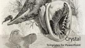  Presentation with biology seaweed - PPT theme consisting of marine biology old illustration background and a light gray colored foreground