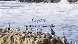  Presentation with birds - Presentation with marine-birds background and a lemonade colored foreground