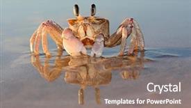 Presentation with south beach - Cool new slide set with marine crabs - alert ghost crab ocypode ryderi backdrop and a gray colored foreground