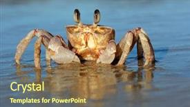  Presentation with south beach - Presentation consisting of marine crabs - alert ghost crab ocypode ryderi background and a tawny brown colored foreground