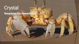  Presentation with south beach - Slide set having marine crabs - alert ghost crab ocypode ryderi background and a violet colored foreground