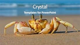  Presentation with south beach - Amazing presentation theme having marine crabs - alert ghost crab ocypode ryderi backdrop and a teal colored foreground