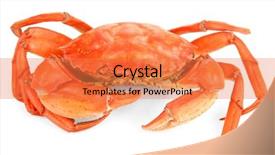  Presentation with crab - Slides enhanced with marine crabs - boiled crab isolated on white background and a coral colored foreground