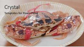  Presentation with crab - Presentation with marine crabs - fresh flower crab background and a mint green colored foreground