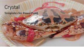  Presentation with oat flower - Slide set having marine crabs - fresh flower crab background and a coral colored foreground