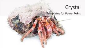  Presentation with crab and shells - Audience pleasing slide deck consisting of marine crabs - hermit crab dardanus arrosor kemer backdrop and a white colored foreground