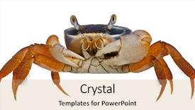  Presentation with crab - Amazing PPT layouts having marine crabs - patriot crab cardisoma armatum backdrop and a coral colored foreground
