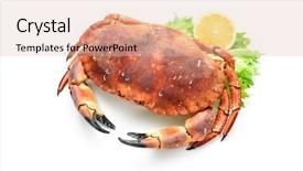  Presentation with crab - Amazing presentation theme having marine crabs - red boiled crab isolated backdrop and a lemonade colored foreground