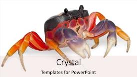  Presentation with crab - PPT theme consisting of marine crabs - red land crab gecarcinus quadratus background and a lemonade colored foreground