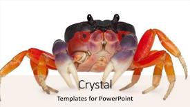  Presentation with crab - Beautiful presentation theme featuring marine crabs - red land crab gecarcinus quadratus backdrop and a lemonade colored foreground