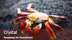  Presentation with lava - Slide set with marine crabs - sally lightfoot crab background and a tawny brown colored foreground