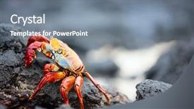  Presentation with lava - Cool new PPT layouts with marine crabs - sally lightfoot crab backdrop and a gray colored foreground