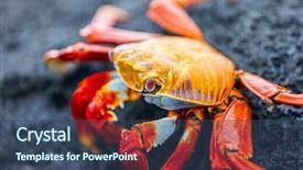  Presentation with lava - Cool new presentation theme with marine crabs - sally lightfoot crab backdrop and a ocean colored foreground