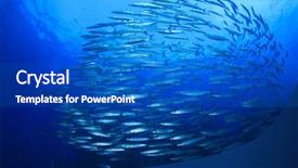  Presentation with marine - Slide deck consisting of marine ecosystem - barracuda fish school background and a cobalt blue colored foreground