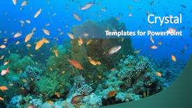  Presentation with aquaculture full of sea fish - Amazing theme having marine ecosystem - lots of lyretail anthias fish backdrop and a  colored foreground