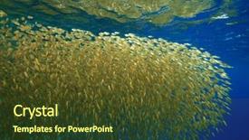 Presentation with sea coral - Presentation enhanced with marine ecosystem - shoal of bait fish background and a  colored foreground