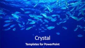  Presentation with plankton - Slide set consisting of marine ecosystem - shoal of red sea fusiliers background and a black colored foreground