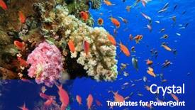  Presentation with coral - Cool new slides with marine environment - coral reef and fish backdrop and a royal blue colored foreground