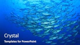  Presentation with shark - Presentation theme enhanced with marine environment - huge school of bohar snapper background and a navy blue colored foreground