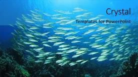  Presentation with coral reef - Audience pleasing slides consisting of marine environment - school of fish yellowfin goatfish backdrop and a cyan colored foreground