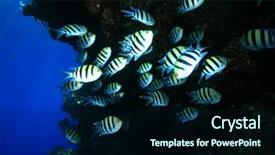  Presentation with marine - PPT layouts enhanced with marine environment - shoal of scissortail sergeants background and a wine colored foreground